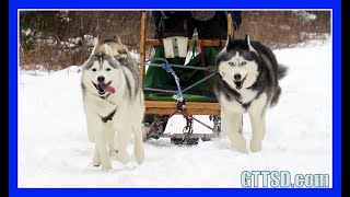 HUSKIES GO DOG SLEDDING  Oakley can Pull the Sled [upl. by Zerep]