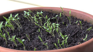 How to Grow Cilantro  Coriander From Seed 5 Steps [upl. by Ramoj]