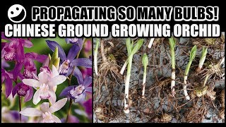 PROPAGATION amp REPOT  Chinese Ground Growing Orchids  Bletilla Striata [upl. by Naesad]