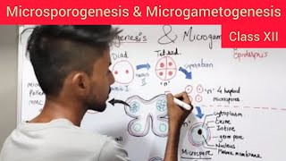 Microsporogenesis amp Microgametogenesis  Shivam Oswal [upl. by Drof]