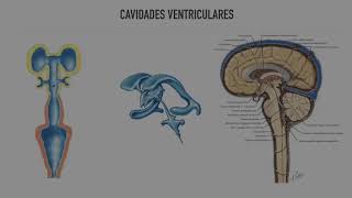 Semana 1  Biología  Desarrollo Embrionario  V1  Egg Educación [upl. by Nayb]