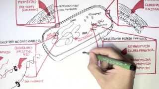 Microbiology  Antibiotics Mechanisms of Action [upl. by Ekoorb]