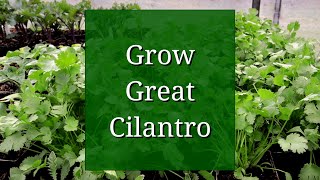 Grow Great Cilantro [upl. by Berri]