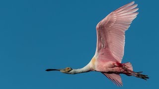 Nikon D850 Bird In Flight  Wildlife Autofocus System Setup [upl. by Rexana172]