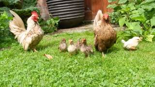 Serama Chicken family baby chicks cute [upl. by Ennis]