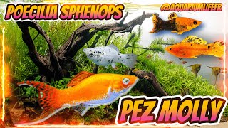 EL PEZ MOLLY  Poecilia Sphenops  AquariumLifeFR [upl. by Mourant312]