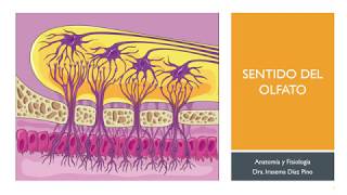Anatomía y Fisiología del Olfato [upl. by Icats]