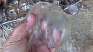 VENOMOUS BOX JELLYFISH Catching amp Eating [upl. by Burk]