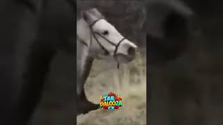 Horse Fails Compilation [upl. by Fiore]