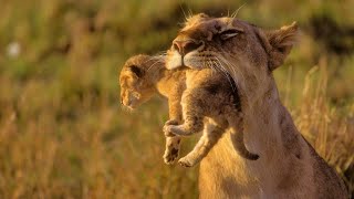 Animals of Africa  HD Documentary  David Attenborough [upl. by Itnahsa]