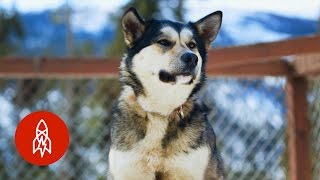 Exploring Denali National Park With Real American Sled Dogs [upl. by Tsiuqram91]