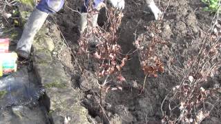 How to Plant a Bare Root Hedge [upl. by Oknuj]