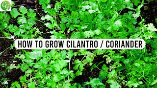 How to grow Cilantro or Coriander from seed at home [upl. by Elenahc]