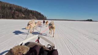 Dog Sledding  Mushing in Fairbanks Alaska [upl. by Ellimahs]