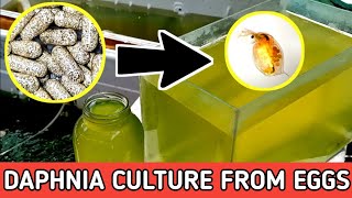 HOW TO HATCH DAPHNIA EGGS  HOW TO CULTURE DAPHNIA [upl. by Nelra390]