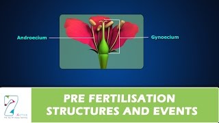 PRE FERTILISATION STRUCTURES AND EVENTS [upl. by Michiko]