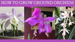 How to grow Chinese ground orchids Bletilla striata Pleione formosana amp Calanthe aristulifera [upl. by Coffin]