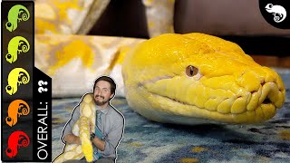 Reticulated Python The Best Pet Snake [upl. by Wier349]