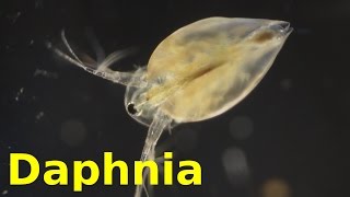 Daphnia [upl. by Layap]