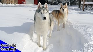 Husky Playing in Snow  Huskies in DEEP Snow [upl. by Nav595]