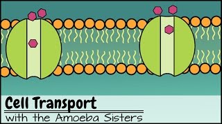 Cell Transport [upl. by Halehs]