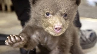 Hear baby bear make cutest noise [upl. by Nowed]