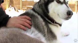 Dogs 101  Siberian Husky [upl. by Greenburg]