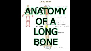 ANATOMY OF A LONG BONE [upl. by Senilec326]