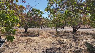 Pistachios  How we harvest and Process them [upl. by Tarrant]