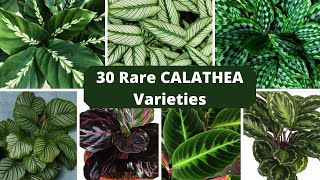 Rare 30 Varieties of Calathea Plants Calathea Plant Identification Plantes CalatheaIdentification [upl. by Pearson]