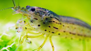 Frontline Heroes BEST ALGAE EATERS in Planted Aquariums  Fish Shrimp and Snails [upl. by Aihsel253]