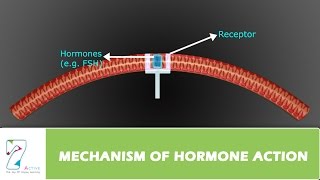 MECHANISM OF HORMONE ACTION [upl. by Lozano]