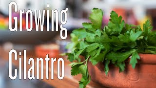 Growing Cilantro from Seed [upl. by Eldrid760]