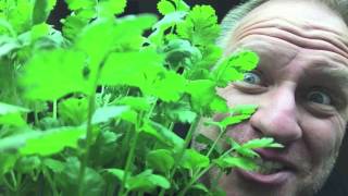 How to grow Hydroponic Cilantro [upl. by Nylirrej]