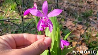 Bletilla Striata Showcase and Tips For Growing [upl. by Jule447]