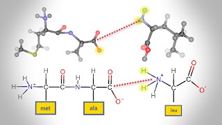 Peptide Bond Formation  Animation [upl. by Siladnerb]