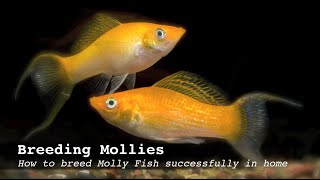 Breeding Mollies How to breed Molly Fish successfully in home aquarium [upl. by Repooc]