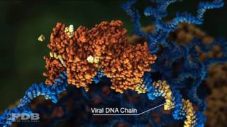 HIV Reverse Transcriptase Action [upl. by Tessa937]