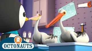 Octonauts  The Pelicans  Cartoons for Kids  Underwater Sea Education [upl. by Lachman400]