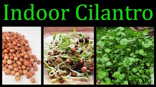 How To Grow Cilantro Coriander Indoors  The Definitive Guide [upl. by Ahsit767]