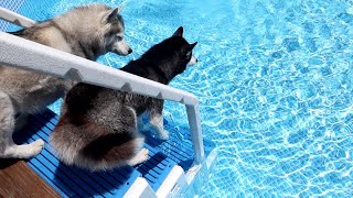 Will My Husky Remember How To JUMP in the Pool [upl. by Long]