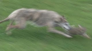 South Somerset Ferreters  a great family day out hunting rabbits [upl. by Anaehs]