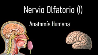 Nervio Olfatorio I Primer par craneal  Anatomía Humana [upl. by Canada]