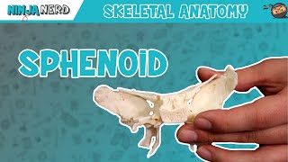 Sphenoid Bone Anatomy [upl. by Erwin638]