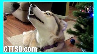 Siberian Husky Howl Duet Singing Howling Huskies Snow Dog Short 36 [upl. by Yentirb]