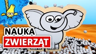 Kształty zwierząt w Afryce dla dzieci  CzyWieszJak [upl. by Flosser]