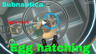 Egg Hatching First Ghost Leviathan IN Game Subnautica 19 [upl. by Nnaitak]