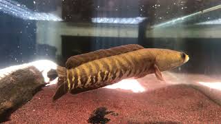 Snakehead  Channa striata [upl. by Dwight]