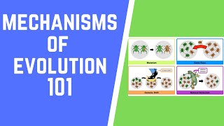 Mechanisms of Evolution 101 [upl. by Onivla]