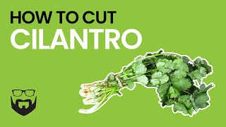 How to Cut Cilantro [upl. by Nwadrebma547]